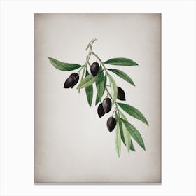 Vintage Olive Tree Branch Botanical on Parchment n.0624 Canvas Print