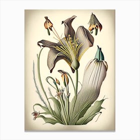 Mariposa Lily Wildflower Vintage Botanical 2 Canvas Print