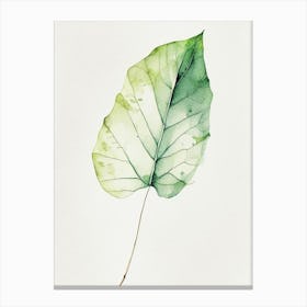 Poplar Leaf Minimalist Watercolour Canvas Print