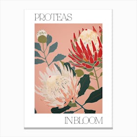 Proteas In Bloom Flowers Bold Illustration 2 Canvas Print