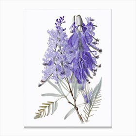 Jacaranda Floral Quentin Blake Inspired Illustration 3 Flower Canvas Print