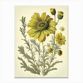 Coreopsis Wildflower Vintage Botanical 1 Canvas Print