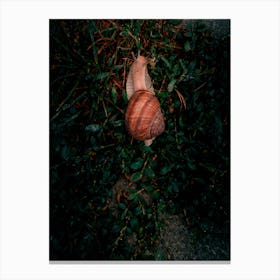 Snail In The Green Grass Canvas Print