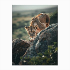 Lioness On Rock Canvas Print