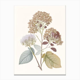 Hydrangea Root Spices And Herbs Pencil Illustration 2 Canvas Print