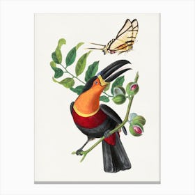 Vintage Bird And Butterfly Art Canvas Print