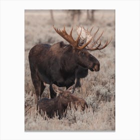 Meadow Moose Canvas Print