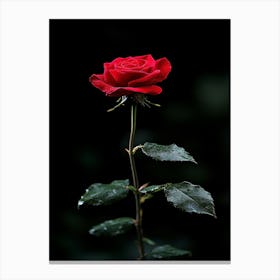 Single Red Rose 18 Canvas Print