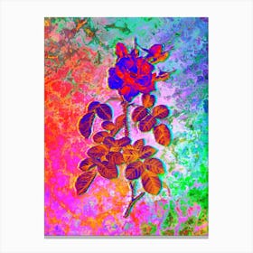 Four Seasons Rose in Bloom Botanical in Acid Neon Pink Green and Blue n.0002 Canvas Print