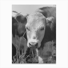 Untitled Photo, Possibly Related To Yearling, Cruzen Ranch, Valley County, Idaho By Russell Lee Canvas Print