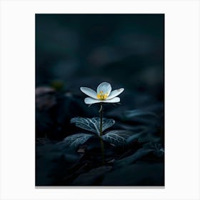 White Flower In The Dark 26 Canvas Print