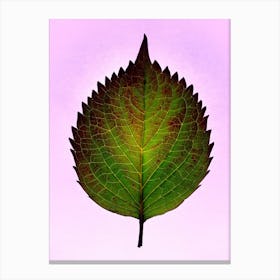 Leaf On A Purple Background Canvas Print