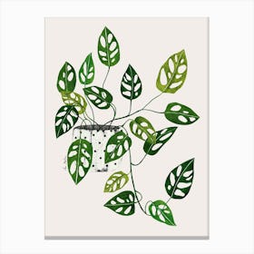 Monstera Obliqua Plant Canvas Print