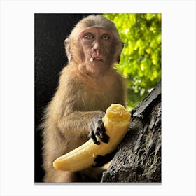 Monkey Eating Banana Canvas Print