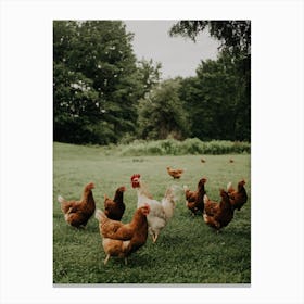 Chickens On The Farm Canvas Print