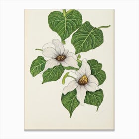 Morning Glory Vintage Botanical Flower Canvas Print