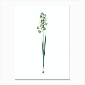 Vintage Turquoise Ixia Botanical Illustration on Pure White n.0462 Canvas Print
