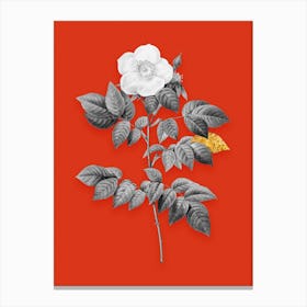 Vintage Leschenaults Rose Black and White Gold Leaf Floral Art on Tomato Red n.0449 Canvas Print