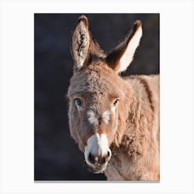 Donkey In Sun Canvas Print