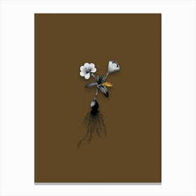 Vintage Cape Tulip Black and White Gold Leaf Floral Art on Coffee Brown n.0704 Canvas Print