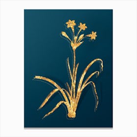 Vintage Crytanthus Vittatus Botanical in Gold on Teal Blue n.0087 Canvas Print