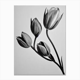 Tulips B&W Pencil 2 Flower Canvas Print