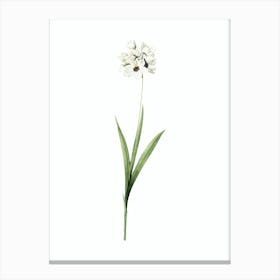 Vintage Ixia Maculata Botanical Illustration on Pure White n.0564 Canvas Print