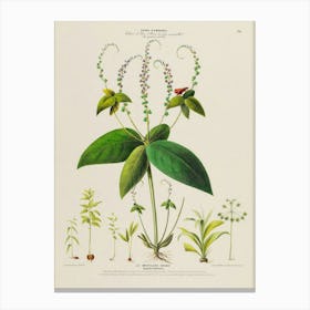 Botanical Print 3 Canvas Print