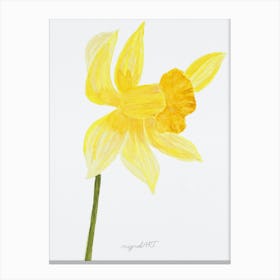 Daffodil 9 Canvas Print