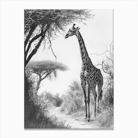 Giraffe With The Acacia Tree 4 Canvas Print