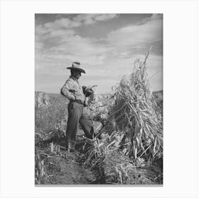 Farmer Of Spanish Extraction In Cornfield, Concho, Arizona By Russell Lee Canvas Print