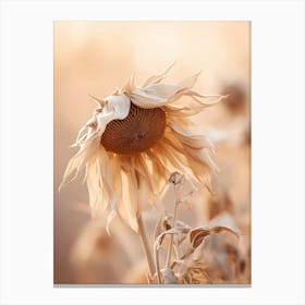 Boho Dried Flowers Sunflower 1 Canvas Print