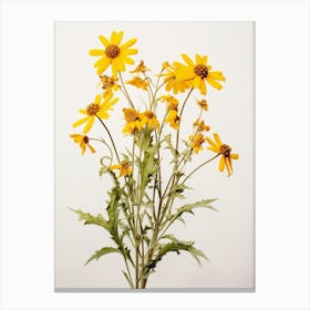 Pressed Wildflower Botanical Art Golden Ragwort 1 Canvas Print