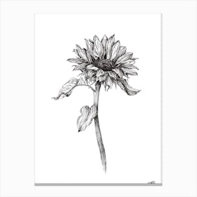 Black and White Sunflower Right Canvas Print