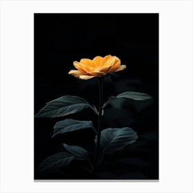 Single Yellow Rose In The Dark Canvas Print