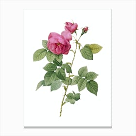 Vintage Pink Bourbon Roses Botanical Illustration on Pure White n.0717 Canvas Print