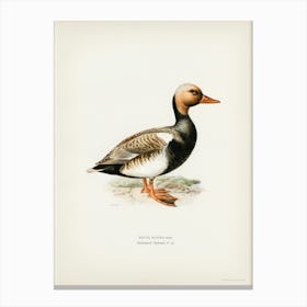 Red Crested Pochard, The Von Wright Brothers Canvas Print