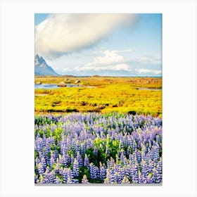 Lupine Field In Iceland 2 Canvas Print