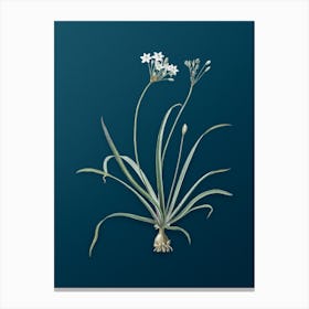 Vintage Allium Fragrans Botanical Art on Teal Blue n.0723 Canvas Print