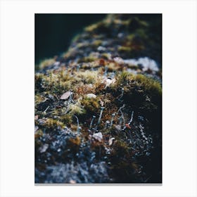 Patagonia Moss Canvas Print