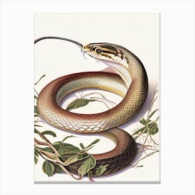 Eastern Rat Snake Vintage Canvas Print