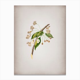 Vintage Cherry Plum Flower Botanical on Parchment n.0650 Canvas Print