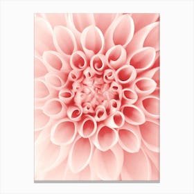 Dahlia Blush Pink Flower Canvas Print