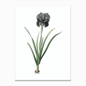 Vintage Mourning Iris Botanical Illustration on Pure White n.0964 Canvas Print