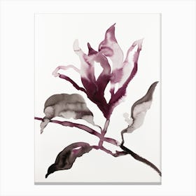 Magnolia 41 Canvas Print