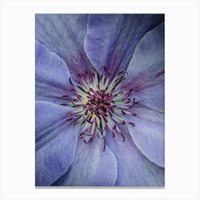 Clematis Canvas Print