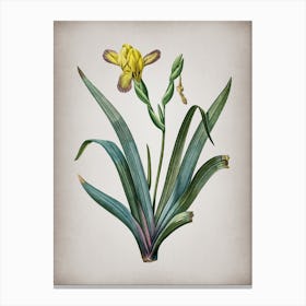 Vintage Hungarian Iris Botanical on Parchment n.0349 Canvas Print