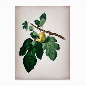 Vintage Fig Botanical on Parchment n.0786 Canvas Print