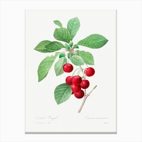 Red Cherry, Pierre Joseph Redoute Canvas Print