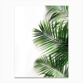 Palm Leaves On White Background Canvas Print